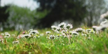 daisies in field