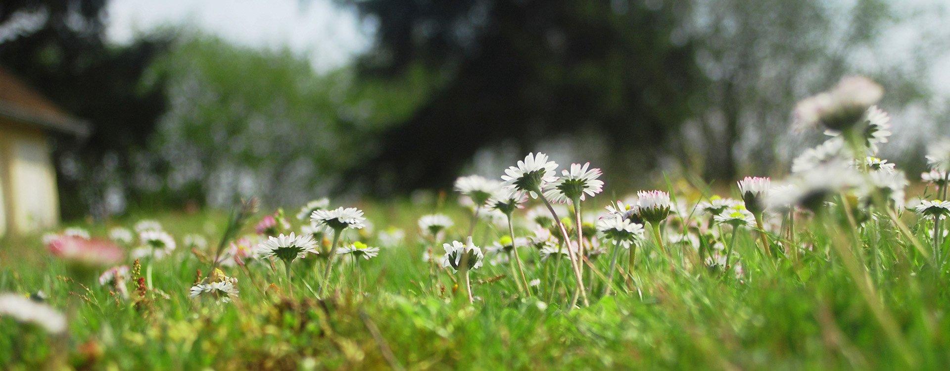 daisies in field